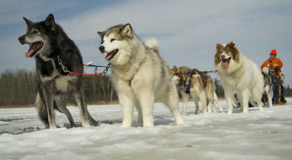 Pathfinder Boundary Waters Cross Country Skiing & Dog Sledding 